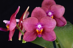 Phalaenopsis Mituo Bellina 'Montclair' AM/AOS 83 pts.